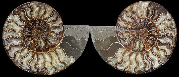 Cut & Polished Ammonite Fossil - Agatized #49910